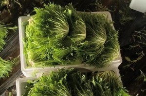 苦菊的生长季节及食用方法（春季采摘，独具药用价值的野菜）