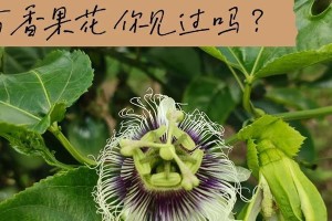 如何催花百香果？（掌握催花时间和方法，让百香果美轮美奂）