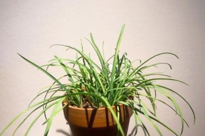 花韭开花时间及特点（探究花韭开花的因素和表现，解读其生长规律）