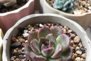 多肉植物的徒长现象及解决方法（摒弃徒长，让多肉焕发生机）