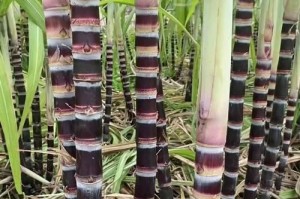河南地区甘蔗种植指南（探究适宜种植的时间与方法）