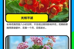 长寿花不开花的原因及处理方法（掌握养护技巧让长寿花绽放花海）