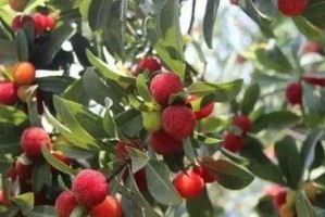 酥李成熟时间的研究（生长环境、品种及气候对酥李成熟的影响）