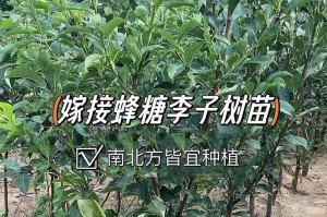 李子树嫁接的时间与方法（掌握嫁接时间和技巧，让李子树更加茁壮成长）