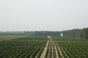 山药追肥的正确方法（选择合适肥料，让山药生长更健康）