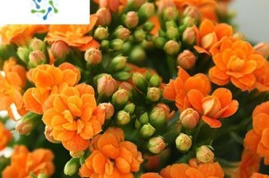 长寿花——室内养护的完美选择（长寿花的养护技巧及适应环境探究）