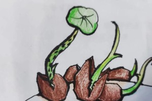 花多多，让你与碗莲共享美妙（了解碗莲与花多多的搭配之道，打造精致生活）