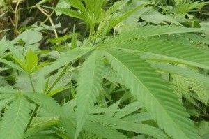 探秘火麻（起源、特征、应用与前景）