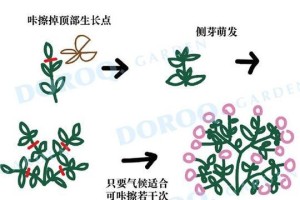 矮牵牛打顶时间及方法步骤（掌握正确的打顶技巧，让矮牵牛更美丽健康）