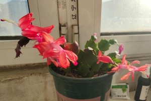 蟹爪兰叶片红的原因及处理方法（探究蟹爪兰叶片红的原因与预防方法）