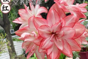 如何保存和种植百子莲种球？