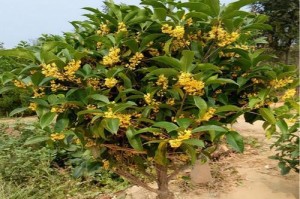 金桂养殖全攻略（金桂种植方法和注意事项）