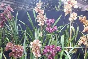 大花蕙兰的长久盛花之路（探究大花蕙兰的多年生长之道）