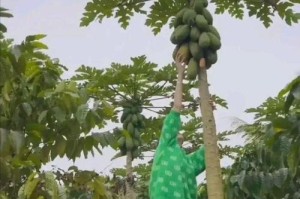 木瓜树冬季管理指南（安全过冬的养护方法）