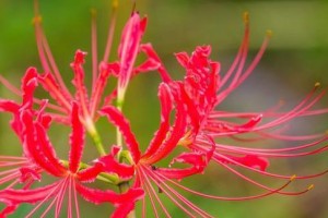 探寻彼岸花的深刻内涵（解读彼岸花象征的精神寓意）