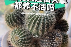 仙人掌的喜阳或喜阴性质探究（探究仙人掌的生长习性和光照需求，以及栽培技巧）