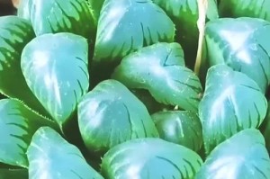 秋冬季如何养护玉露茶