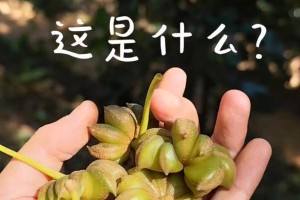 八角采摘与收获季节（探秘八角的生长习性和最佳采摘时机）
