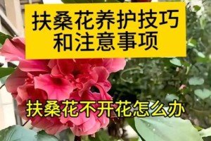 扶桑花施肥技巧与注意事项（精准施肥，让扶桑花绽放更美）