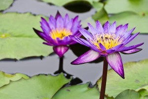 睡莲种植须知（多久开花，怎么养？）