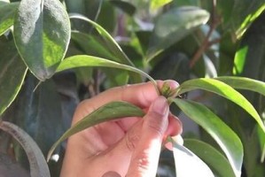 茶花扦插时间的选择（从春季到秋季，何时是最佳时间？）