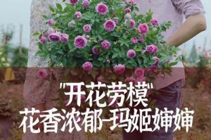 玛姬婶月季是藤本还是灌木？（探究玛姬婶月季植物性状与分类的关系）