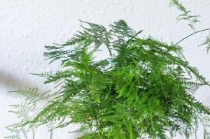 如何正确养护秋天的文竹（掌握关键技巧，打造优美室内秋景）
