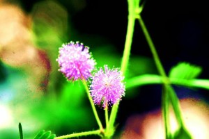 羞草——一朵含羞的美丽花卉（了解羞草的形态、生长环境与生命特征）