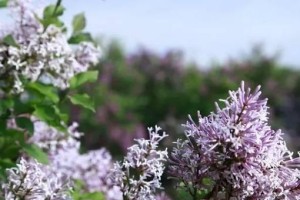 丁香花开的时间（春季花海中的美丽丁香）