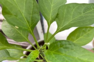 朝天椒开花结果的全过程剖析（了解朝天椒的生长规律与开花结果的要点）