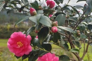 茶梅花开时间及特点（茶梅开花季节、花期长短及区别于其他植物的特点）