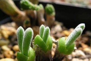 以碧光环发芽后的养护之道（打造绿色生活的小技巧）