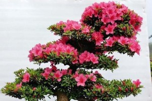 春天修剪杜鹃花的技巧