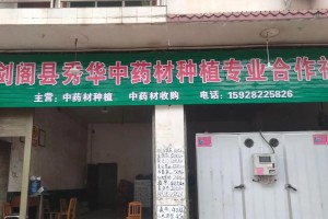 探秘决明子的收获采收时间（了解决明子的采收周期，享用更佳的养生食材）