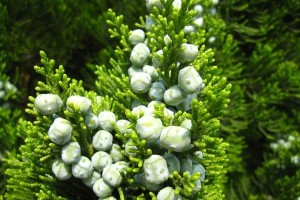 探秘柏树开花奥秘（柏树的开花颜色和样子）