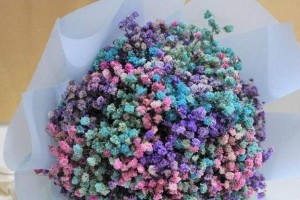 满天星花开时间及特点（探秘满天星花的盛放时期和生长环境）