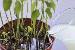 绿萝种植浇水指南（刚种下的绿萝需要怎样浇水？浇水的时间、频率和量该如何控制？）