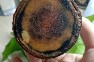 以巴西木叶子黄了蔫了，究竟发生了什么？（探究以巴西木为什么叶子变黄，如何处理？）