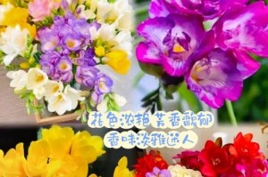 如何养护开花的香雪兰？