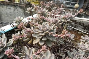 冬美人开花的奇迹（探秘稀世珍品冬美人的开花过程）