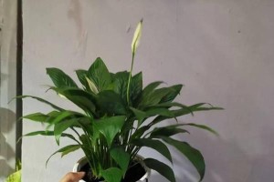 白掌的花怎么变绿了？（解析白掌花变绿的原因及影响）