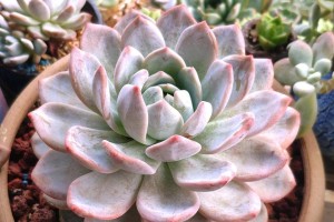 多肉植物的太阳之爱（为何多肉如此喜爱阳光？）