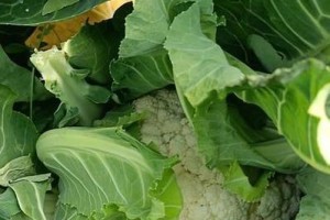 花菜成熟上市的时间和方法（花菜种植者必读的指南）