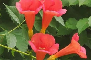 探秘凌霄花——一种迷人的爬藤植物（生长习性、花朵特征、栽培方法、药用价值等全面解析）
