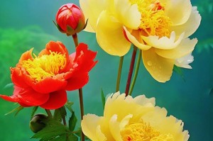 牡丹花繁殖的方法与技巧（掌握牡丹花繁殖，让花园更加绚丽多彩）