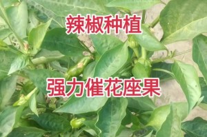 辣椒的生长过程与开花结果时间（探究辣椒开花的相关知识和方法）