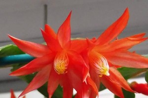 假昙花叶子发软的原因及解决方法（揭秘假昙花叶子变软的奥秘，教你恢复叶子的健康）