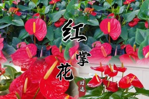 火鹤花病了怎么补救？（有效方法帮助火鹤花恢复健康）