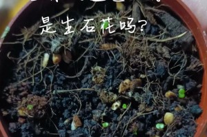 生石花浇水的正确时间与方法（打造健康美丽的生石花）