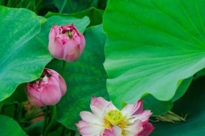 荷花——湖北省武汉市的市花（探寻荷花在武汉的历史和文化底蕴）